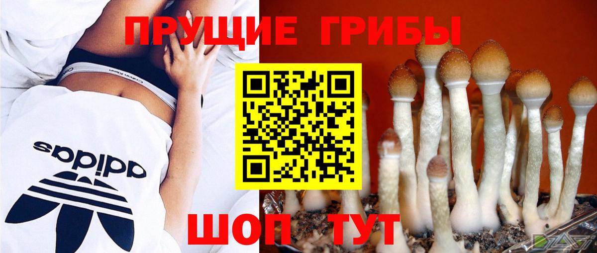 Псилоцибиновые грибы Psilocybine cubensis  Вход с VPN  Новоалександровск 